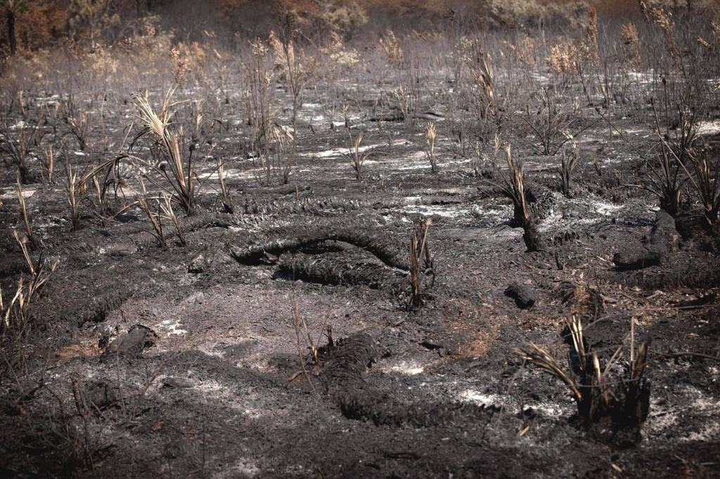 Burnt landscape after a wildfire, with charred ground and sparse, dry vegetation.