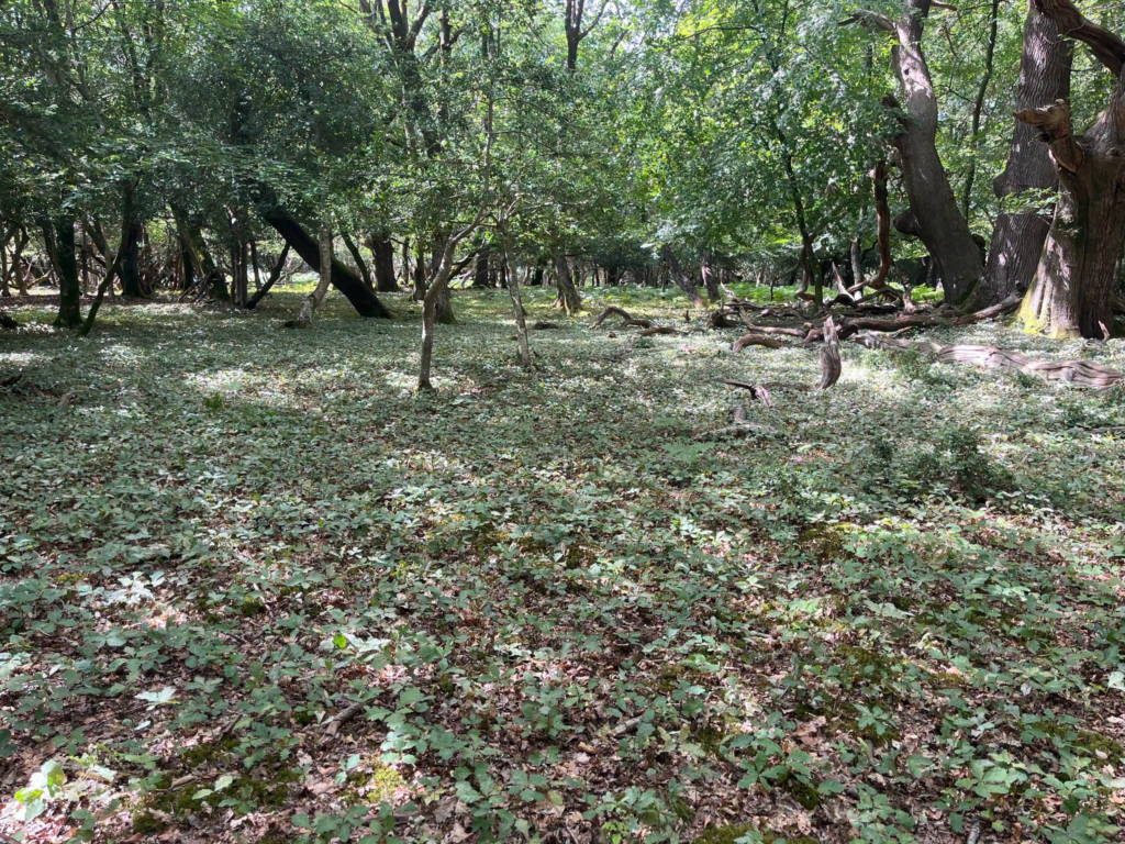 Forest floor covered in green leaves with trees and dappled sunlight