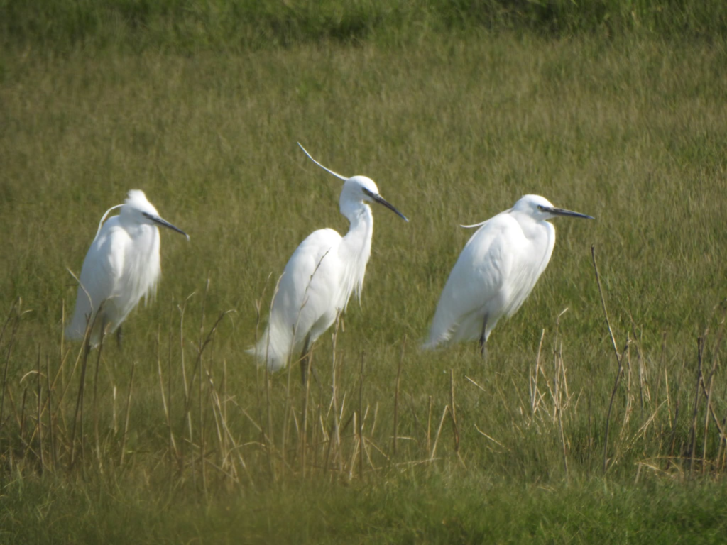 Three white egrets stand in a grassy marsh, looking alert.