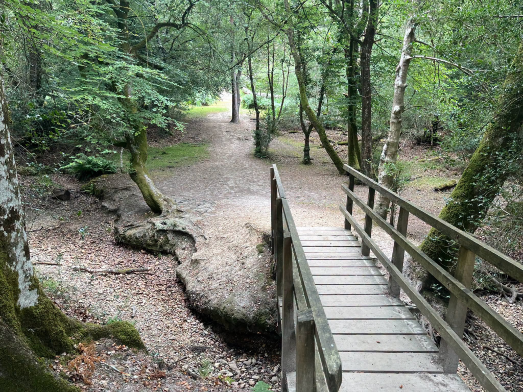 Wooden bridge over a dry stream bed in a forest path