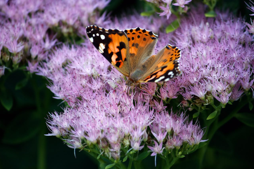 Monarch butterfly on pink sedum flowers, symbolizing butterfly mind.