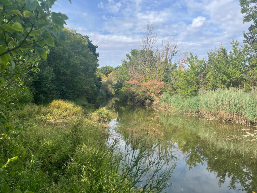 Calm river flowing through lush green trees and reeds under a cloudy sky.