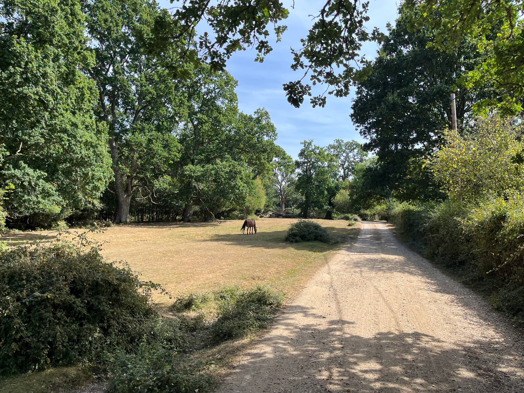 Brown horse grazes in a sun-drenched meadow next to a dirt path, surrounded by lush trees.