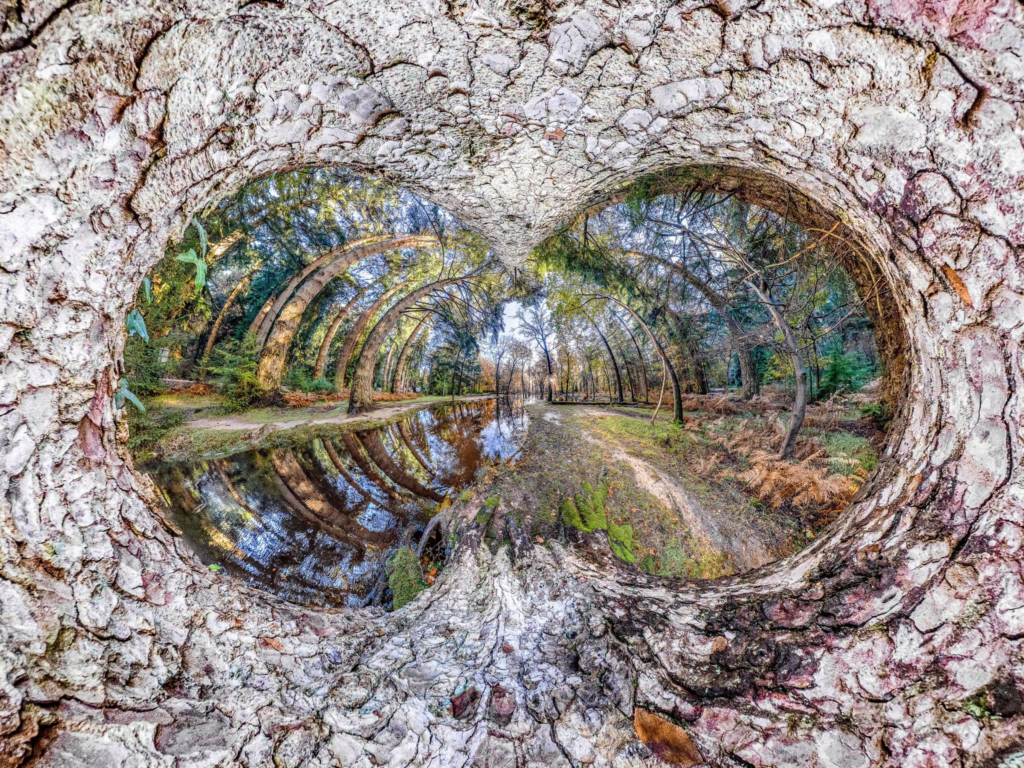 Blackwater forest path and pond framed by textured tree bark, @Konradorama