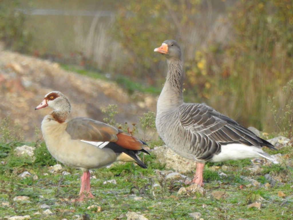 Two geese standing side by side in a grassy field