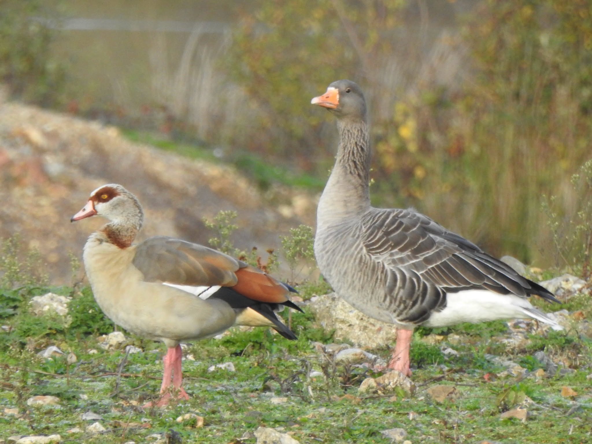 Two geese standing side by side in a grassy field