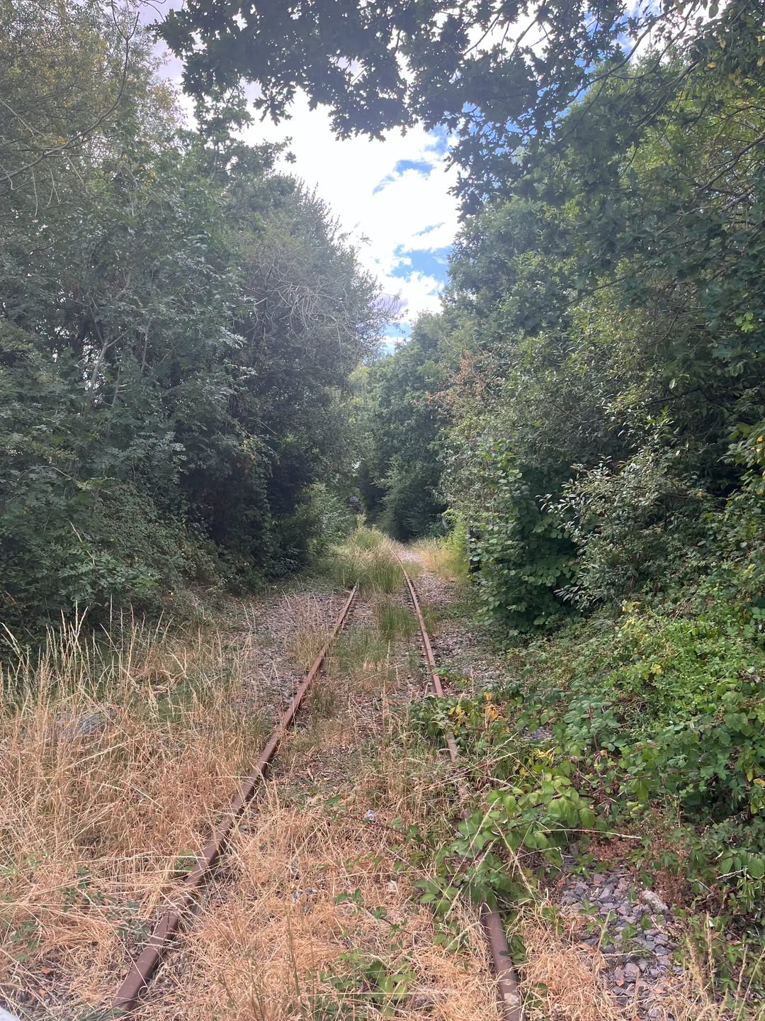 Overgrown abandoned railway tracks leading into dense woodland