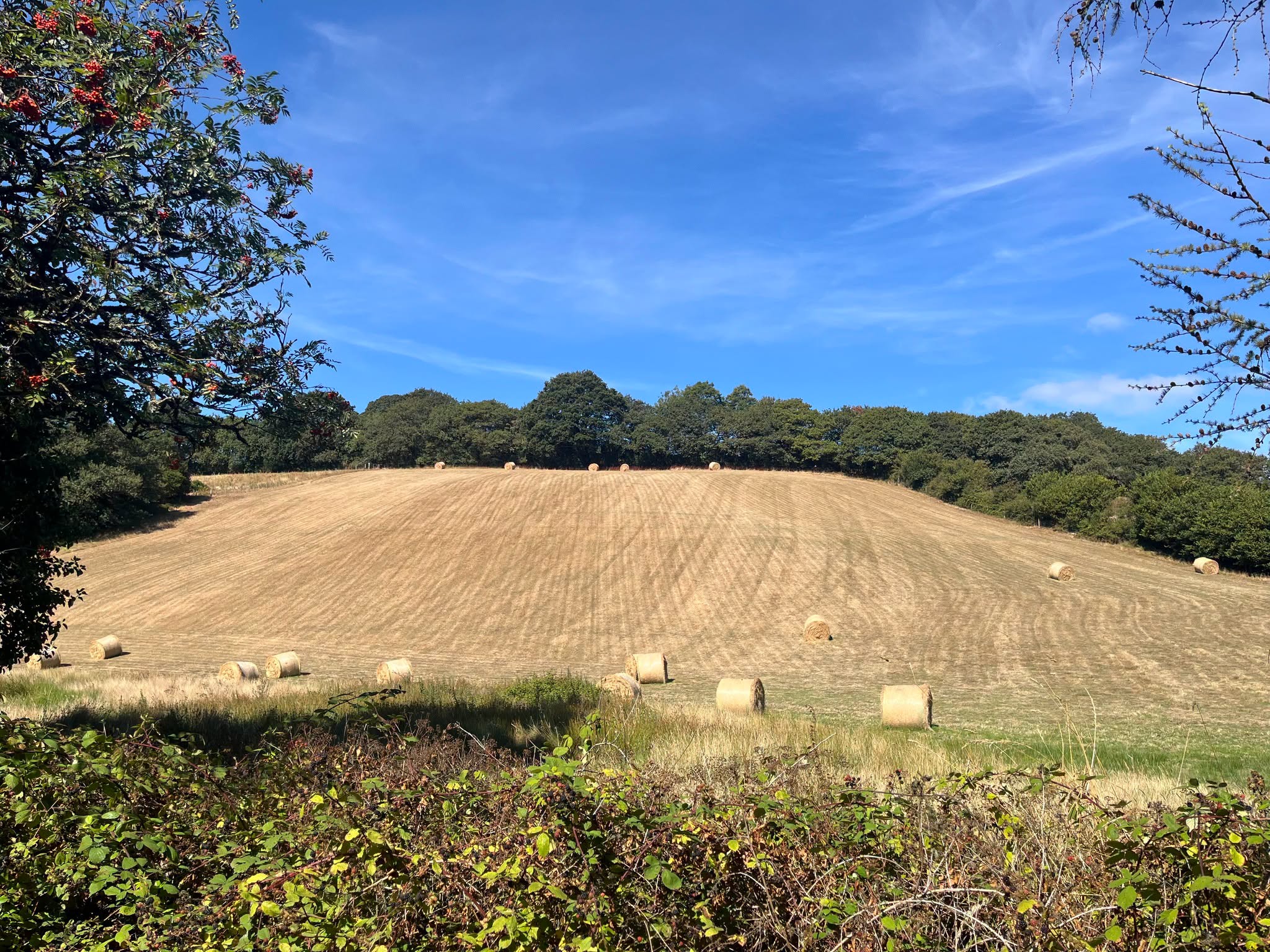 Hay bales in a field under a blue sky with trees in the background