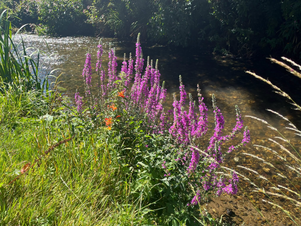 Purple loosestrife flowers bloom beside a gentle stream in a sunny meadow.