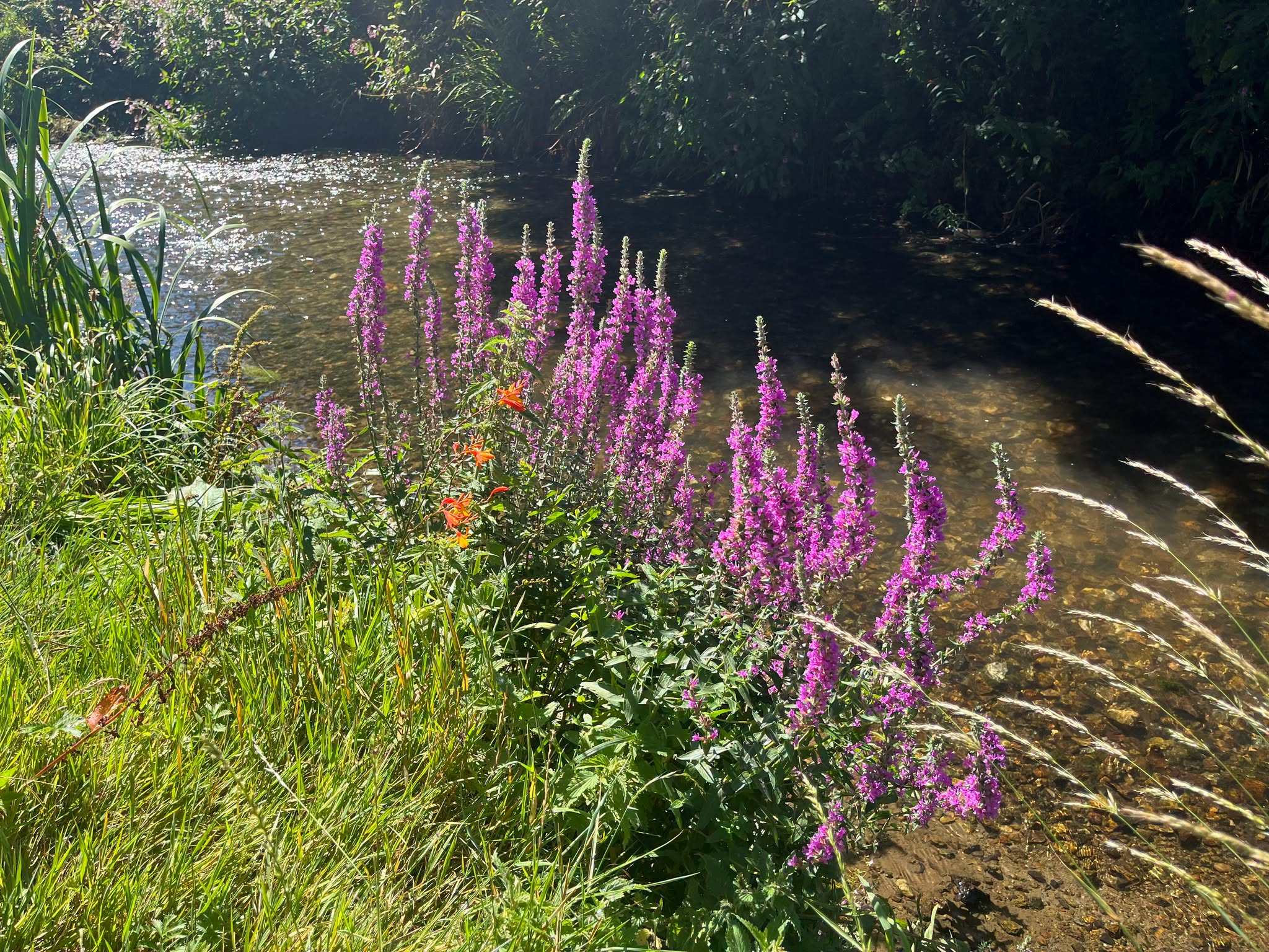 Purple loosestrife flowers bloom beside a gentle stream in a sunny meadow.
