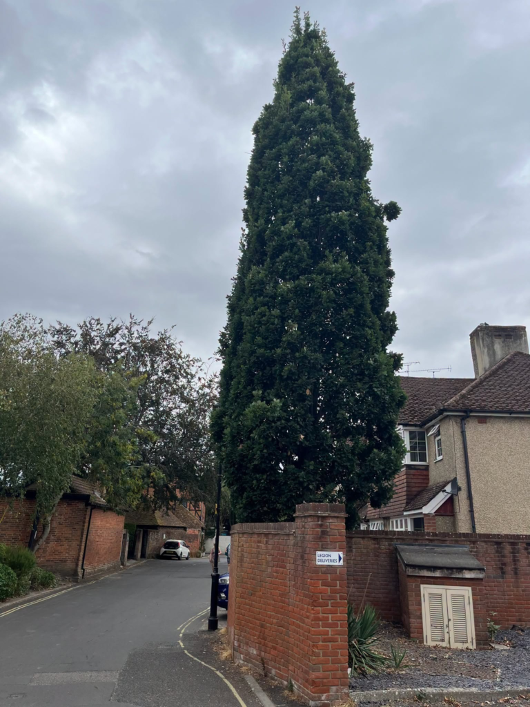 Tall evergreen tree looms over a brick wall with a street sign that reads "Legion Deliveries".