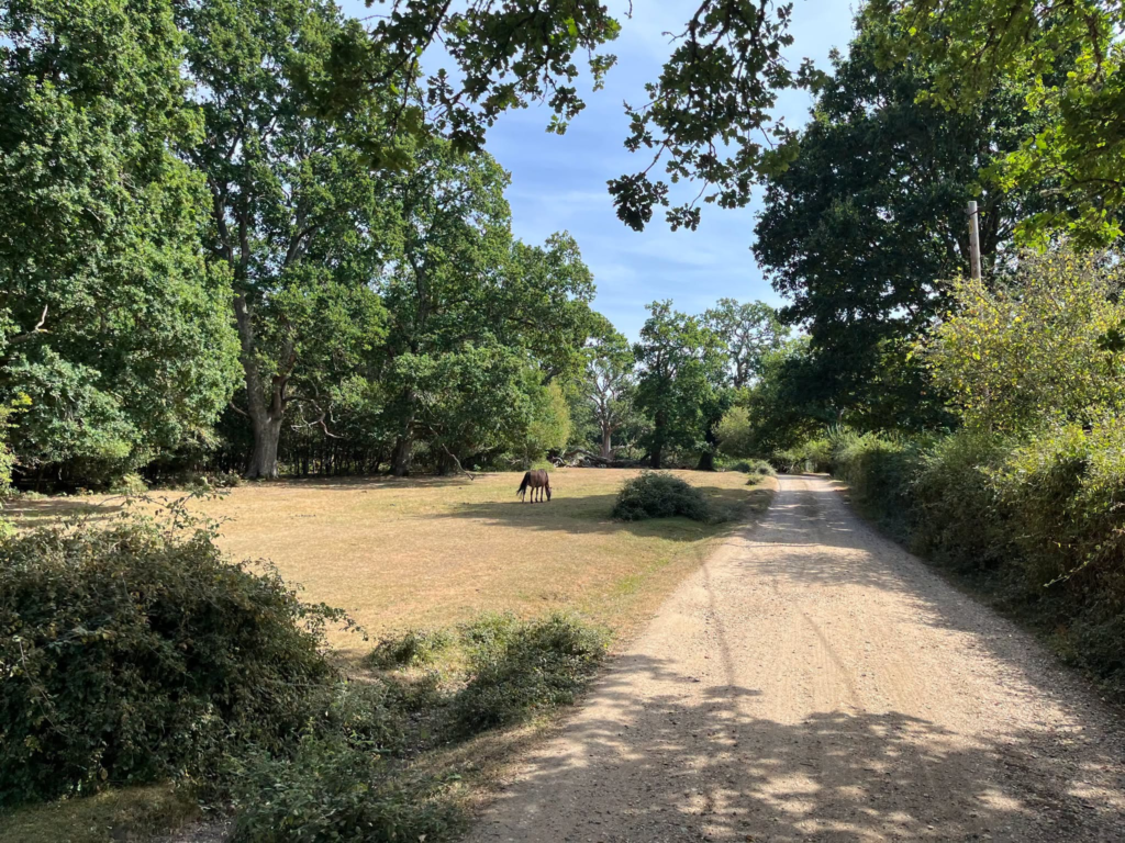 Horse grazing in a sunlit clearing in a national park with a dirt road.