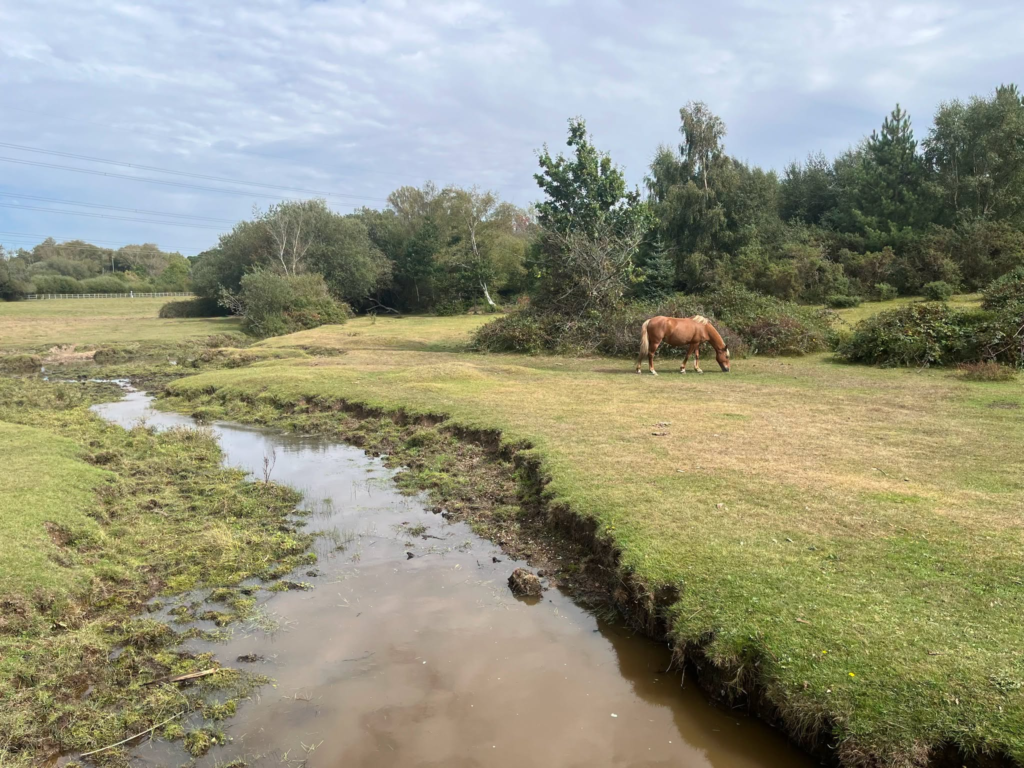 Brown horse grazes in a grassy field next to a stream.