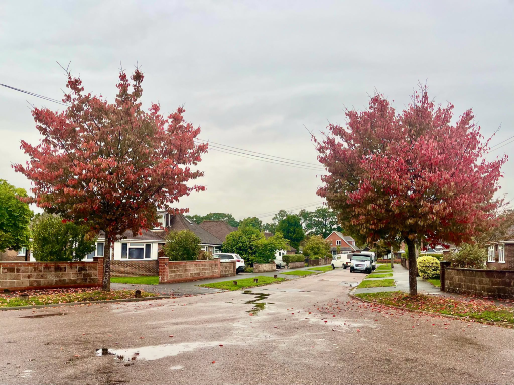 Two autumn trees with red leaves frame a suburban street, highlighting tree issues.