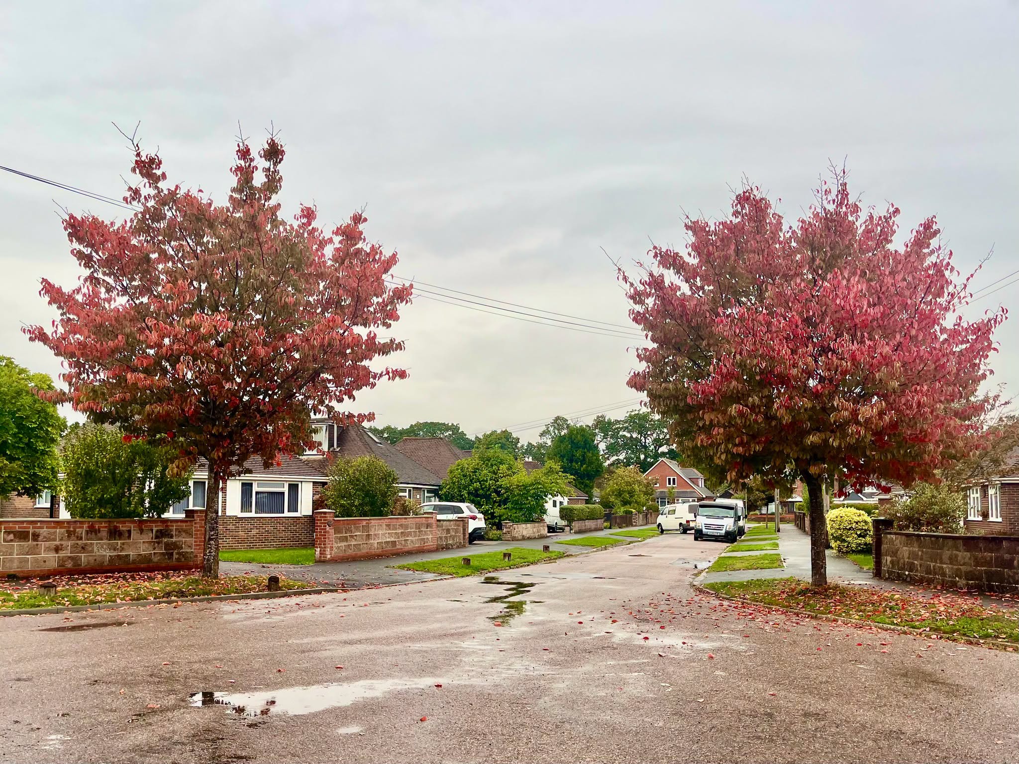 Two autumn trees with red leaves frame a suburban street, highlighting tree issues.