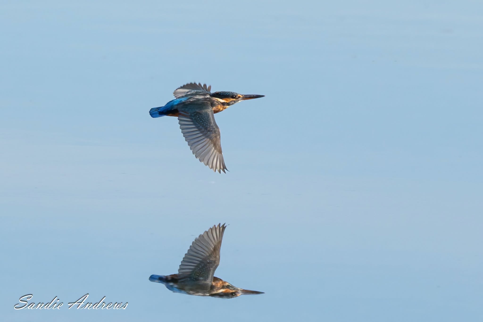 Kingfisher in flight over water with reflection