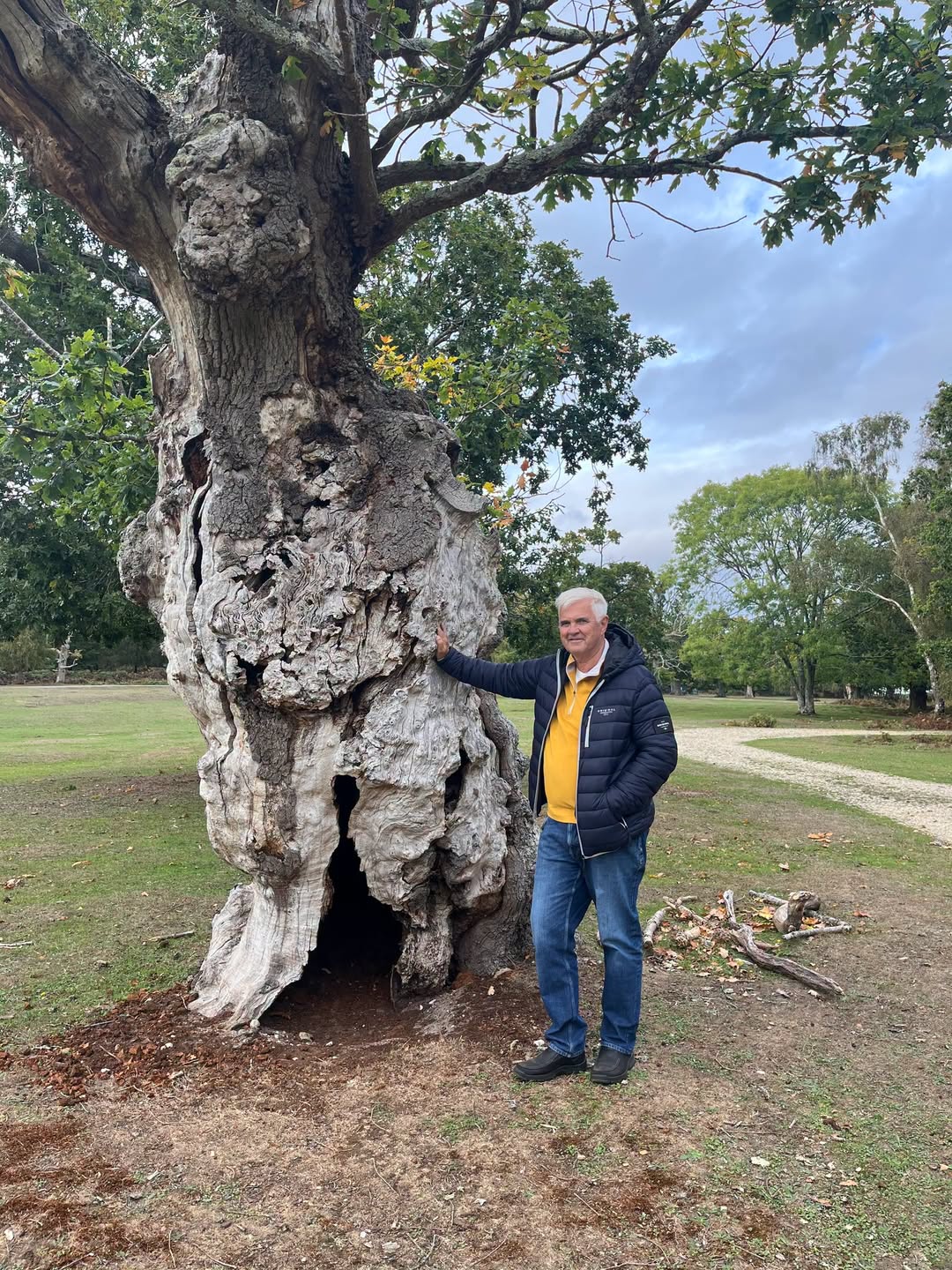 Man stands by a large, gnarled veteran oak tree in the New Forest.