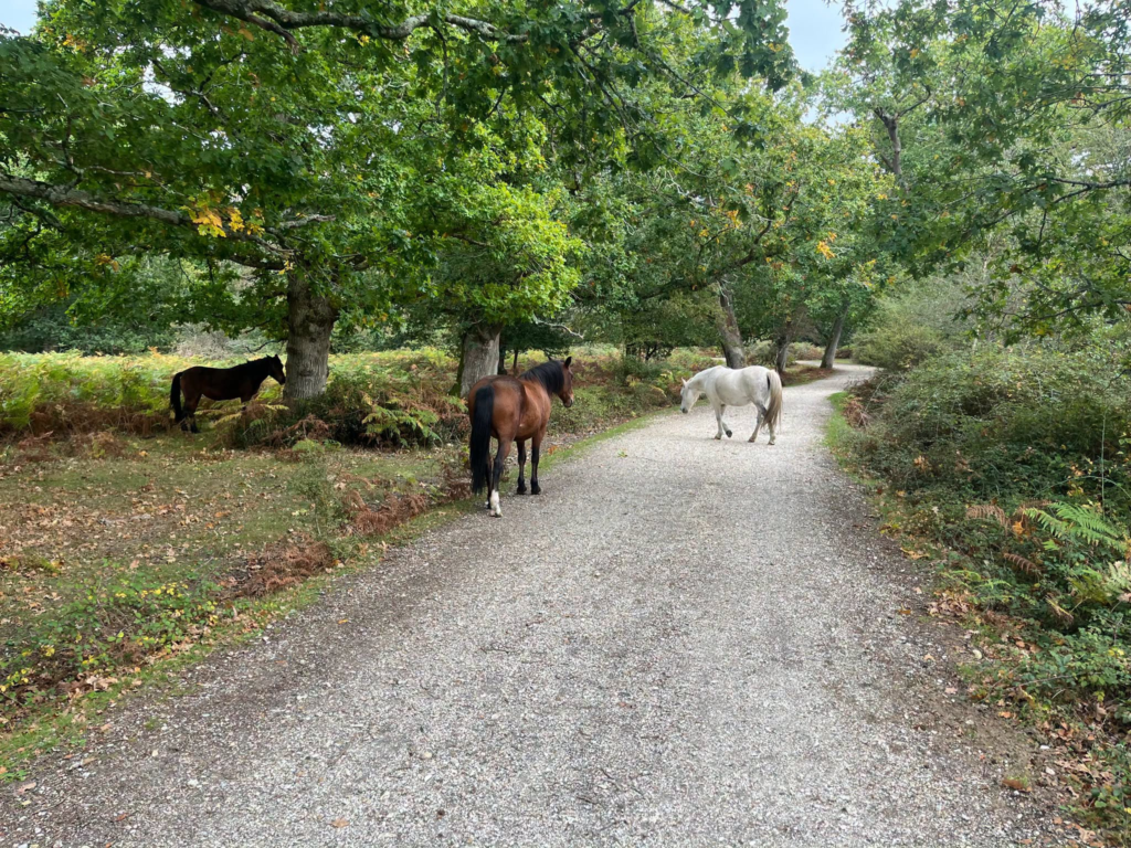 Three horses on a gravel path in a wooded area