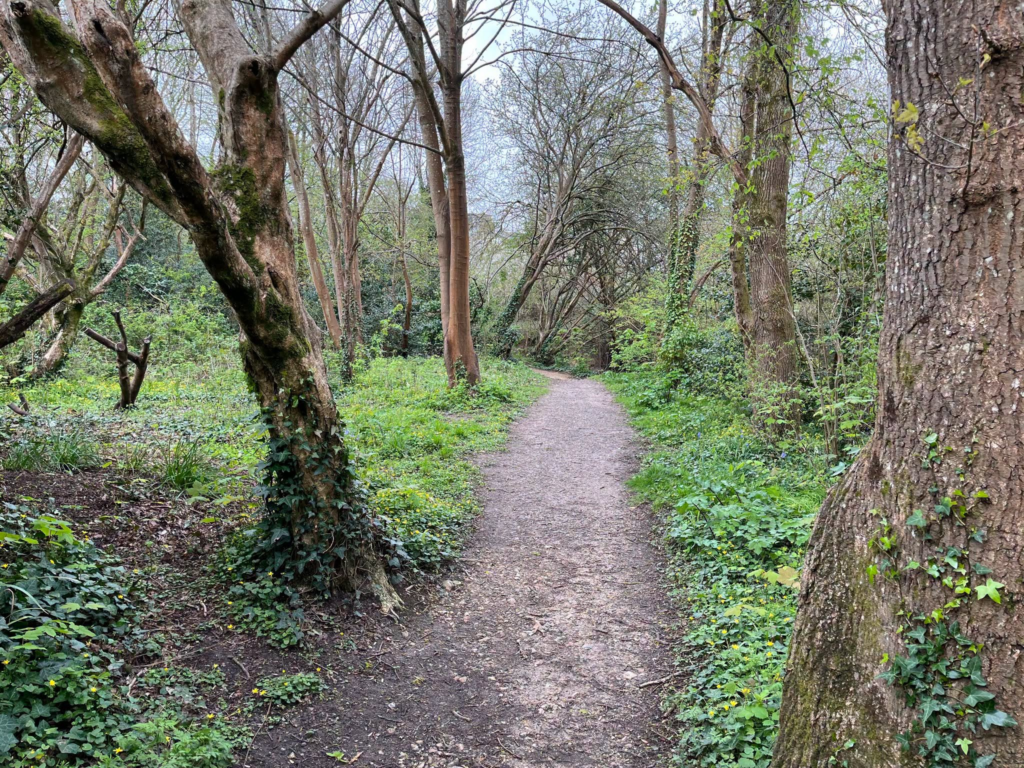 Woodland path winding through lush green trees and undergrowth